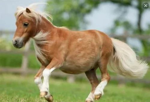 بچه اسب من الارا