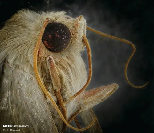 پرتره حشرات از نمای نزدیک