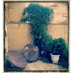 #dailytehran #spring #flower #flowerpot #dish #Antenna #s