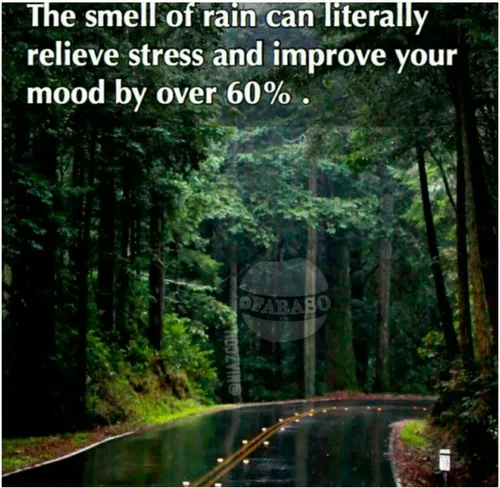 بوی باران واقعا میتواند استرس شما را رفع کند*از نظر علمی 
