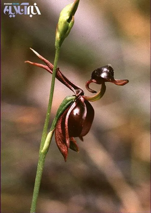 گل ارکیده شبیه اردک