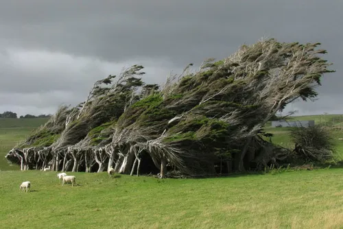 دسته از درختان در جنوب نیوزلند که به علت وزش بادهای شدید 