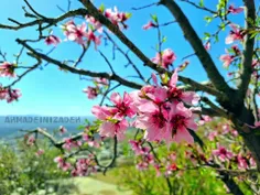 در طبیعت کوهستانی زیبا و جذاب 
