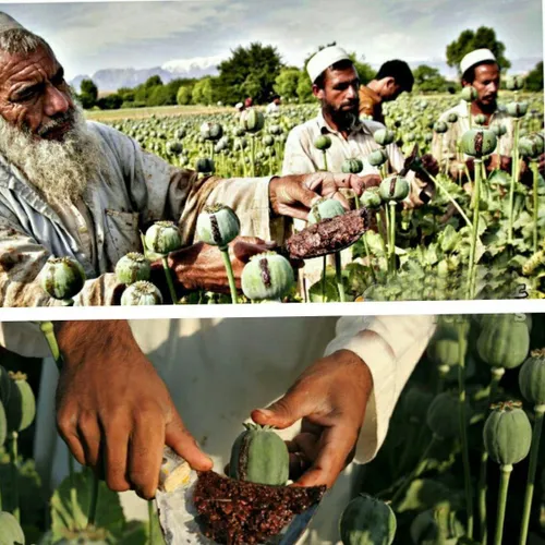 در سال 2000 طالبان کاشت و تولید تریاک در افغانستان را ممن