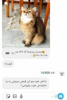 واکنش جالب به قیمت یک گربه😂