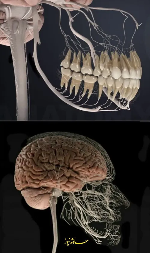 اعصاب دندان