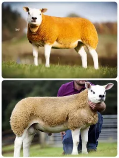 گرانترین نژاد گوسفند دولان است  !