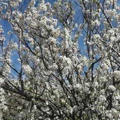 اونایی که اینستا دارن فالو کنن میسی بعد خودتونم معرفی کنی