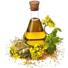 خواص درمانی روغن های گیاهی