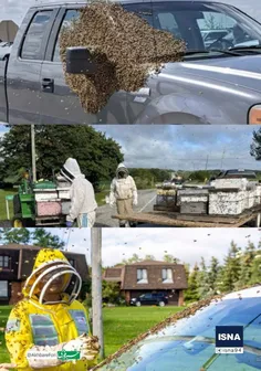 فرار میلیون‌‌ها زنبور عسل از یک کامیون در کانادا