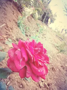 گل رز مامانم