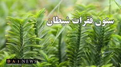 روش کاشت و نگهداری گیاه پدیلانتوس (ستون فقرات شیطان)