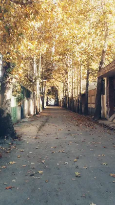 این درخت بزرگه نا نداره، وگرنه بهت می‌گفتم پادشاه فصل‌ها 