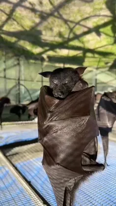 تابحال از نزدیک خفاش دیده بودید؟