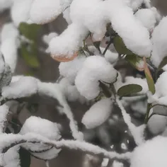 یک روز برفی❄❄❄