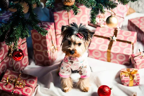 Cute Puppy In Pyjamas Under Christmas Tree🐾