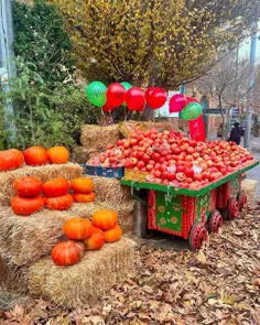 یلدای زیبا در گذر باب همایون تهران