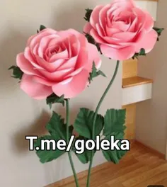 t.me/goleka 