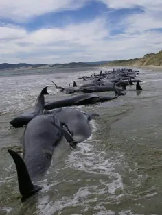 نهنگی دید مرگش را ولی دل را به ساحل زد