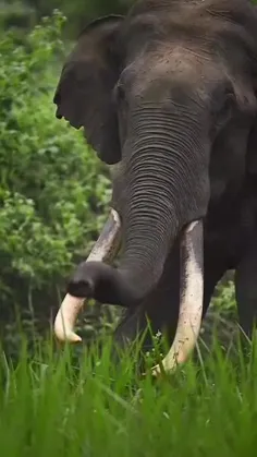 فیل هندی (Elephas maximus indicus) یکی از سه زیرگونه شناخ