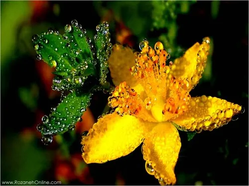 قطره های آب روی گل
