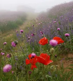 😍 یه گوشه ای از بهشت شهرم😍فصل گل شقایق😍تقدیم به شما دوستا