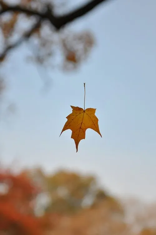 دو قدم مانده به عریانی عشق