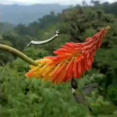 مهربان باش که این عمر گران می‌گذرد