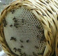 عسل دستگاه گوارش را پاک می سازد و ضد اسهال است. در تحقیقا