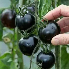 گوجه سیاه در کرمان🍅  گوجه فرنگی مشکی برای اولین بار در گل