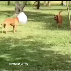خخخخخخخ😂