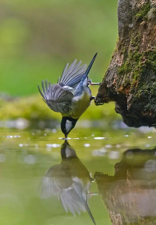 🌼❤️دوشنبه تون زیبا