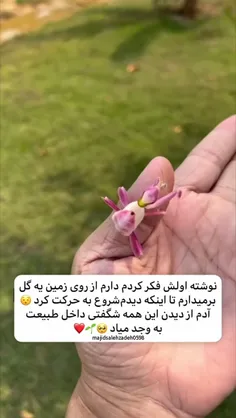 آدم از دیدن این همه شگفتی در طبیعت به وجد میاد🥹🌱