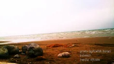 دریایه بندرعباس