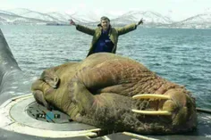 شیر دریایی بزرگ جثه، خفته روی زیردریایی