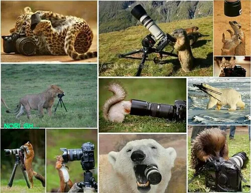 لحظات دشوار عکاسی از حیوانات...
