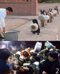 1.سگهای پلیس در چین