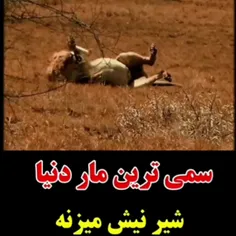 حتی اگر شیر باشی روزی از پای درمیای 