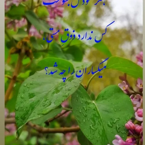  es.haghghani 71524009 - عکس ویسگون