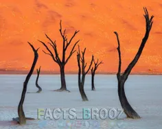 صحرای نامیبیا که شبیه به نقاشی است!