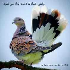 #جـمیـݪ‌_رائـع_‌روعــہ‌_ابــداع #BEAUTIFUL #جذاب #زیبا #خ