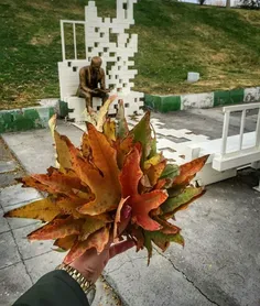 🍁