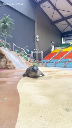 فک خالدار (Spotted seal)، عنوان یک "فک واقعی" در نظر گرفت