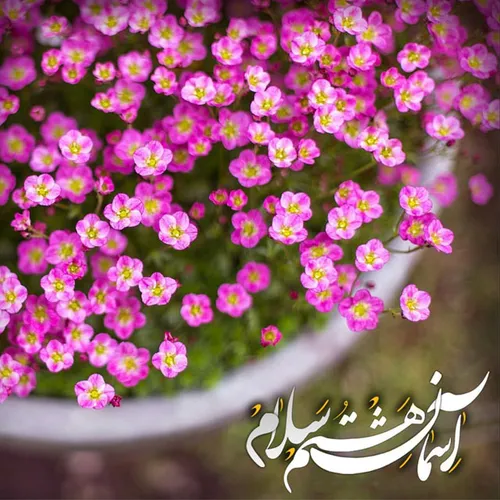 امام رضا