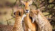 عکسی که باعث افسردگی عکاسش شد! دو چیتا در حال تعقیب آهوی 