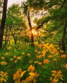 انرژیِ مثبت🌼