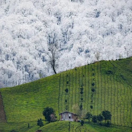 تقابل بهار و زمستان