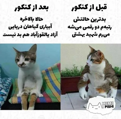 حرفی ندارم 😐🤙