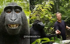 # 📸  عکاس حیات‌وحش بریتانیایی موفق شد که به یک میمون کمک 