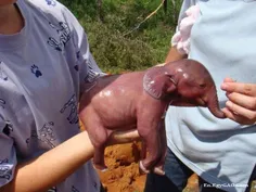 نوزاد فیل! چند ثانیه ست به دنیا اومده!×